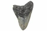 Bargain, Fossil Megalodon Tooth - North Carolina #208001-1
